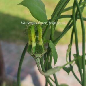 ceropegia smidtii