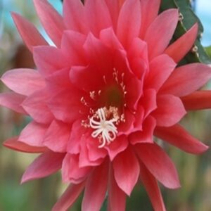 Epiphyllum Michelle (Мишель)