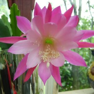 Epiphyllum Nocturne (ноктюрн)