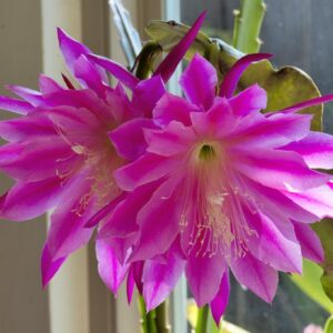 Epiphyllum Space Rocket