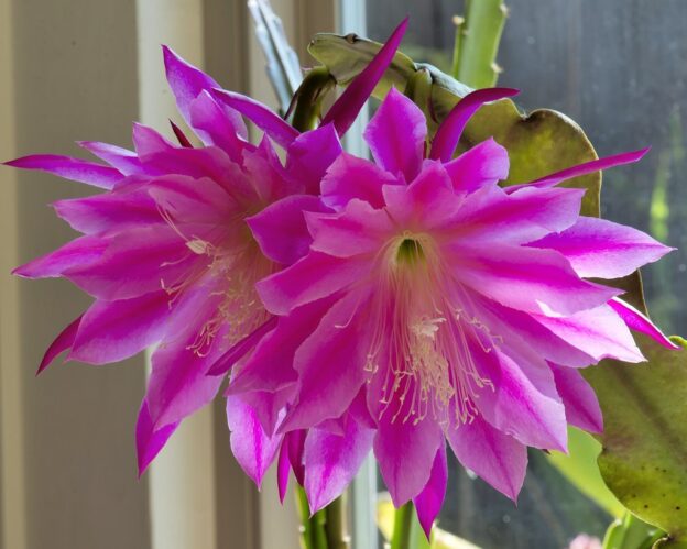Epiphyllum Space Rocket