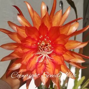 Epiphyllum Starfish (старфиш)