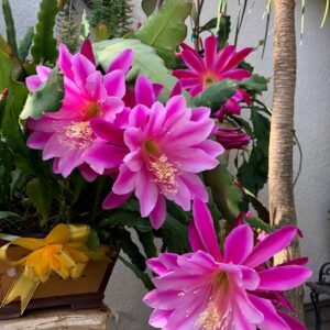 Epiphyllum california dream (калифорния дреам)