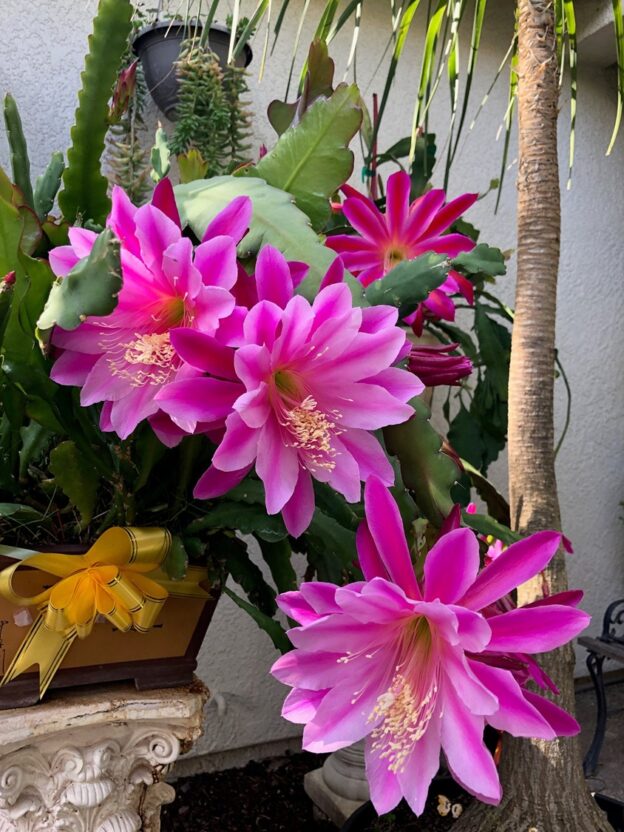 Epiphyllum california dream (калифорния дреам)