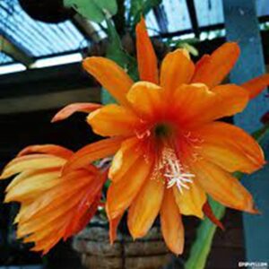 Epiphyllum forever young (форевер янг)