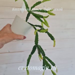 Exotic jasmin