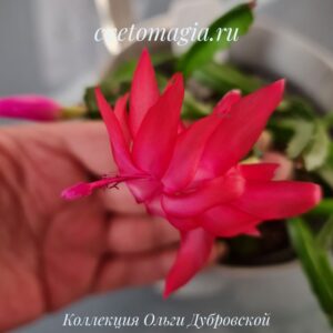 Exotic jasmin