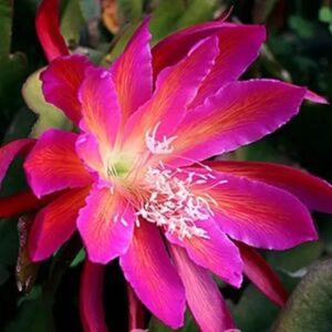 Epiphyllum  Space Rocket (спайс рокет)