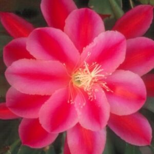 Epiphyllum Grand Baroque фото