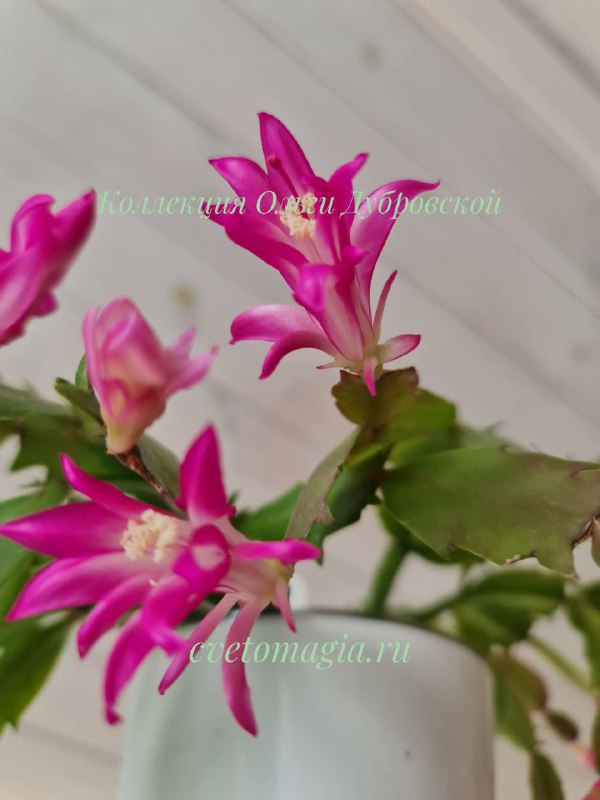 Шлюмбергера Stardust