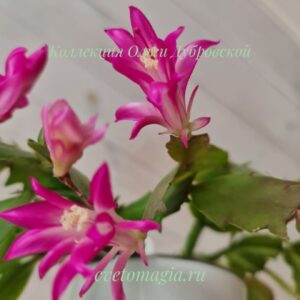 Шлюмбергера Stardust