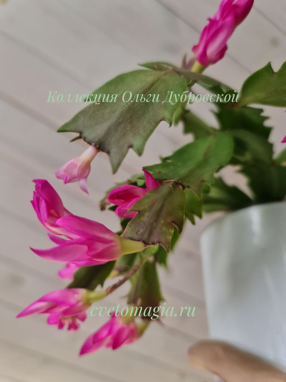 Шлюмбергера Stardust