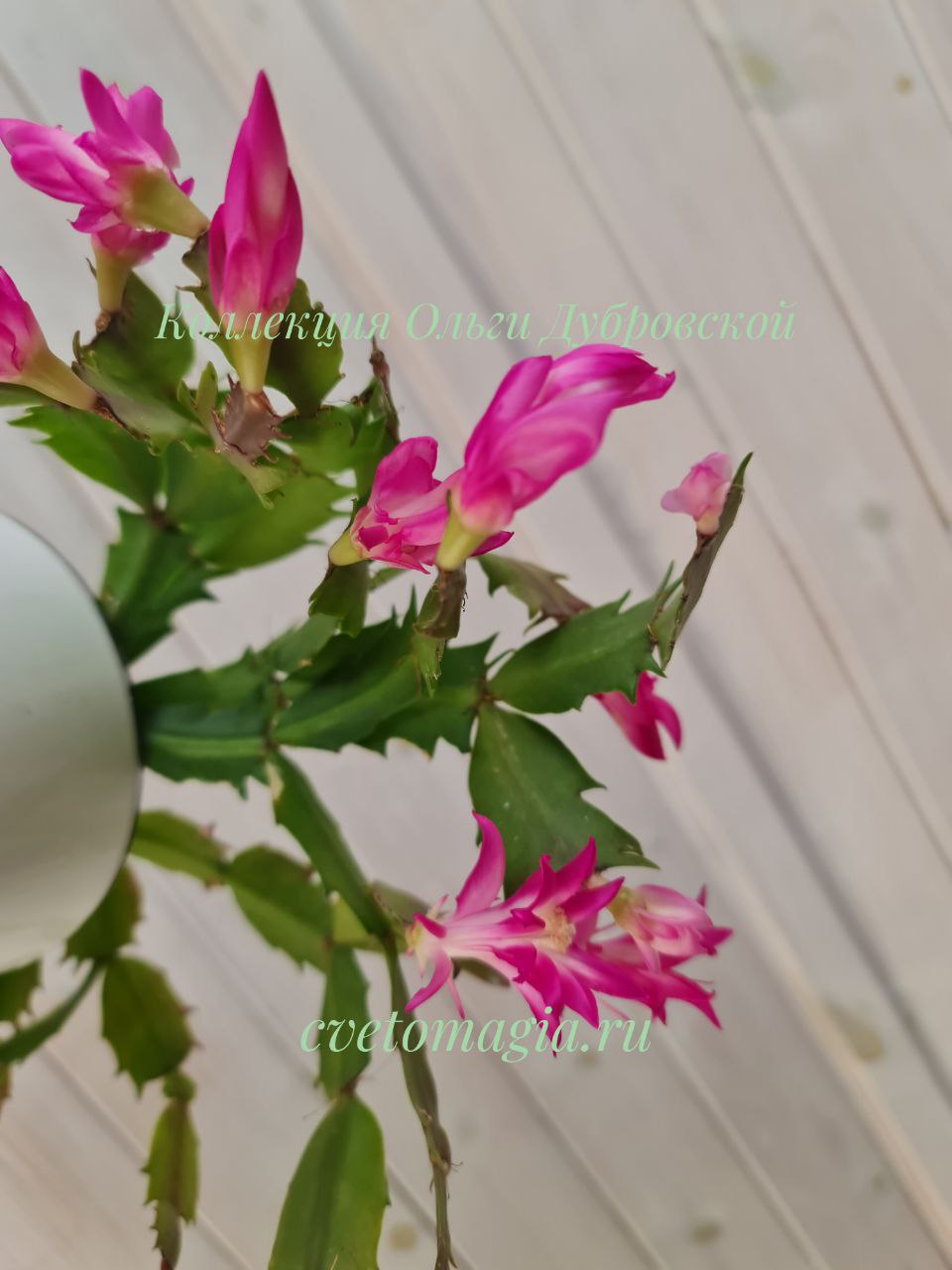 Шлюмбергера Stardust