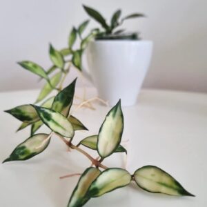 Hoya Lacunosa variegated