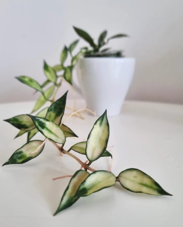 Hoya Lacunosa variegated