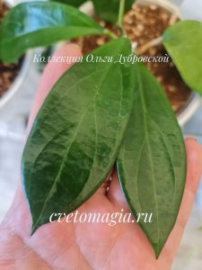 Hoya UT-033