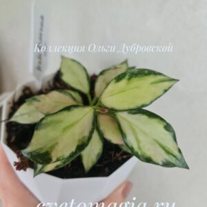 Hoya nabawanensis variegata