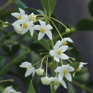 Hoya odorata (хойя одората)