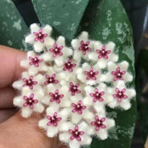 Hoya phuwuaensis