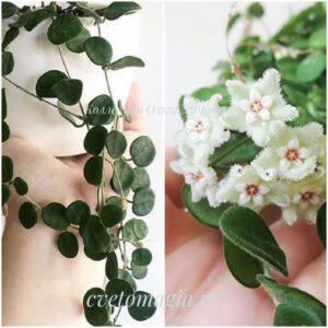 Hoya serpens (хойя серпенс).