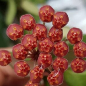 Hoya sp.Aff. Burtoniae var