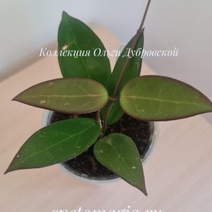 Hoya sp. aff acuta (EPC-540)