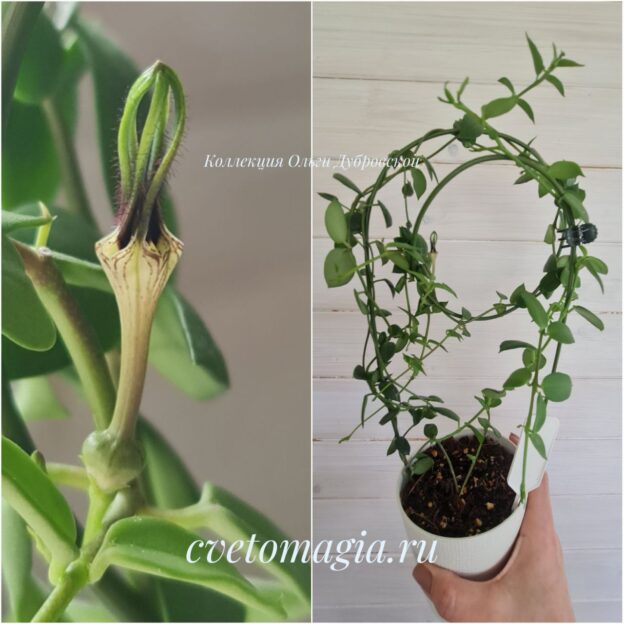 Ceropegia Barkley