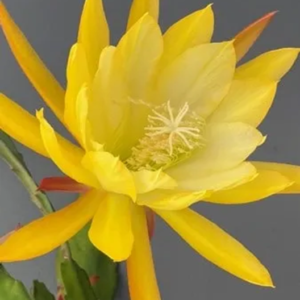 Epiphyllum Lemon punch