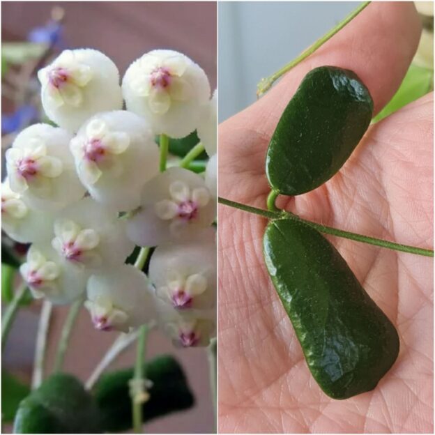 Hoya rotundiflora (хойя ротундифлора)