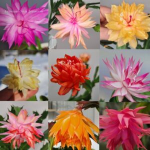 Schlumbergera