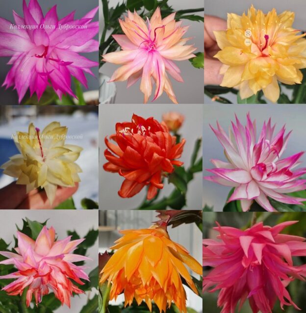 Schlumbergera