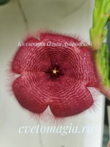 Stapelia