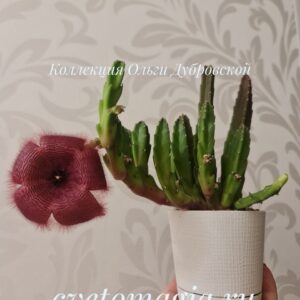 Stapelia