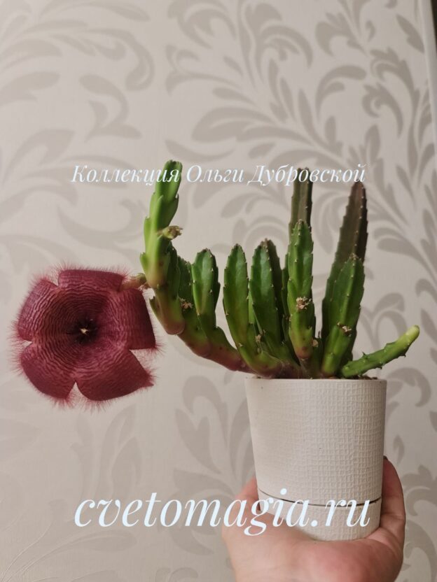 Stapelia