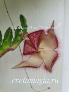 Stapelia