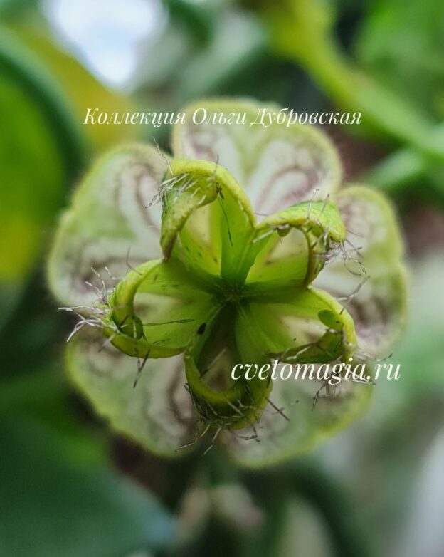 Ceropegia Hamlet (церопегия гамлет) НОВИНКА! — изображение 4
