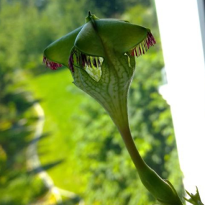 Ceropegia Sandersonii Mars