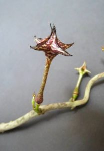 Ceropegia cimiciodora