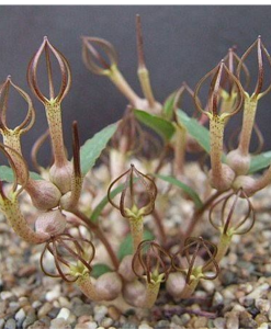 Ceropegia conrathii