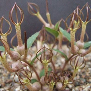 Ceropegia conrathii