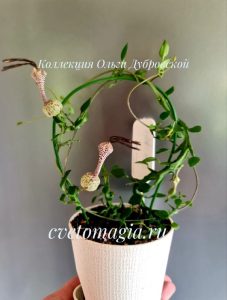 Ceropegia simoneae Green bizarre form (симона)