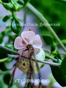 Ceropegia simoneae Green form 