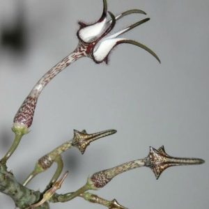 Ceropegia stapeliiformis