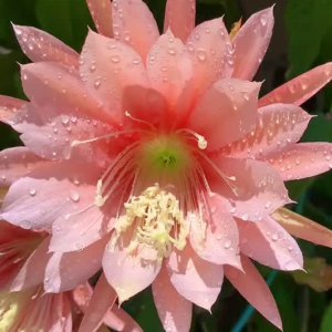 Epiphyllum Agatha