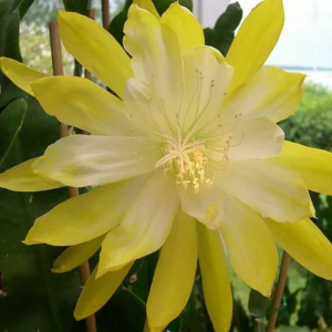 Epiphyllum Golden Octopus