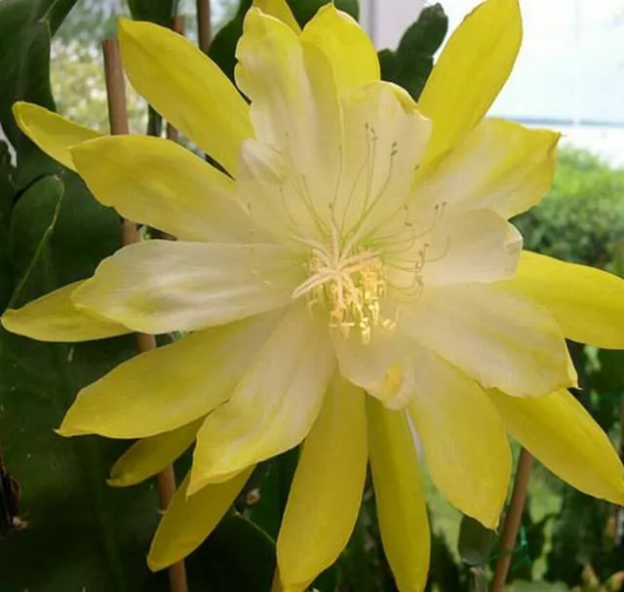 Epiphyllum Golden Octopus