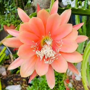 Epiphyllum King Midas