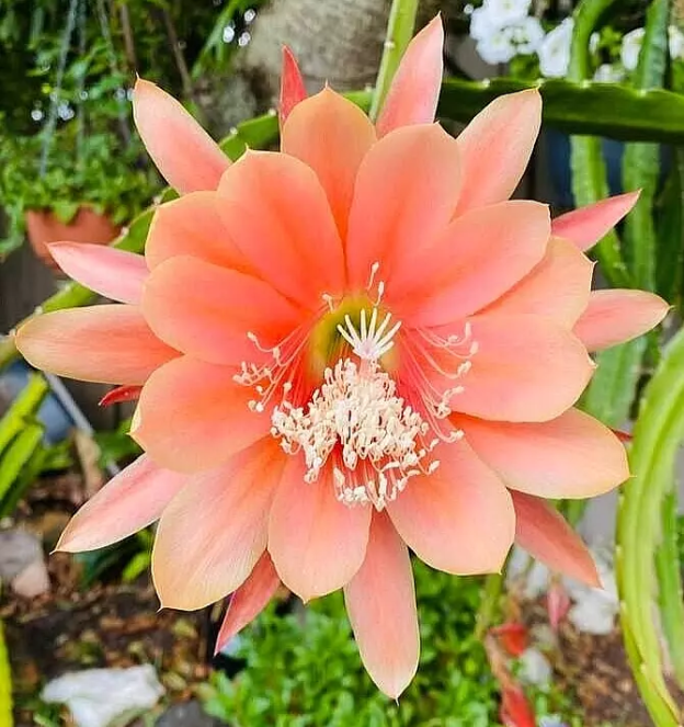 Epiphyllum King Midas