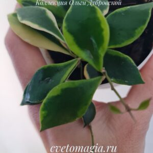 Hoya bakoensis albomarginata