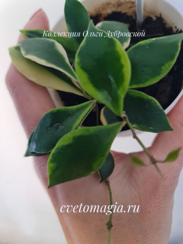 Hoya bakoensis albomarginata